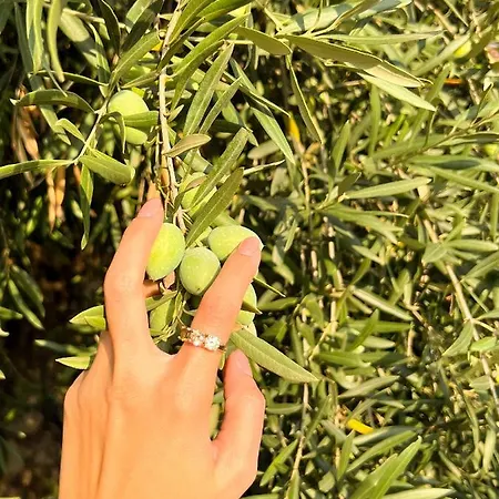 Terre Katia فيلة